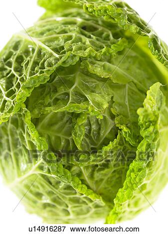 Stock Photo - Head of Savoy Cabbage. Fotosearch