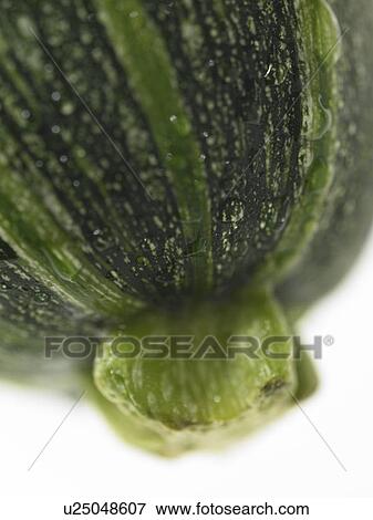 Stock Photo - Marrow. Fotosearch