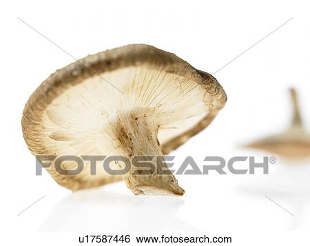 Stock Photograph - Mushroom. Fotosearch