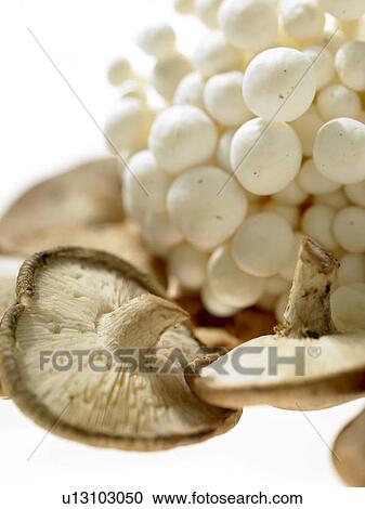 Mushrooms View Large Photo Image Stock Image - Mushrooms. Fotosearch