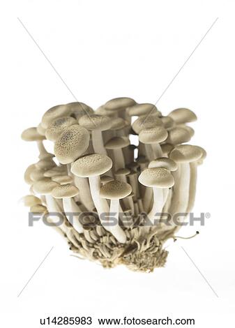 Mushrooms View Large Photo Image Stock Image - Mushrooms. Fotosearch