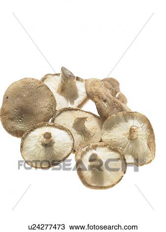 Stock Image - Mushrooms. Fotosearch