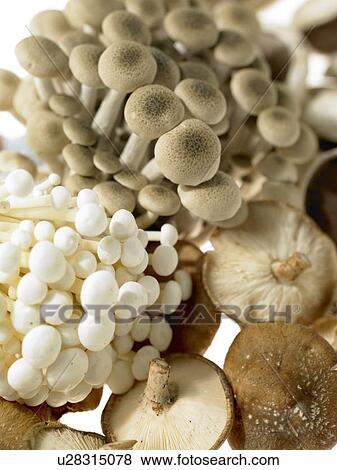 Mushrooms View Large Photo Image Stock Photo - Mushrooms. Fotosearch