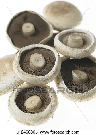 Mushrooms View Large Photo Image Stock Photography - Mushrooms. Fotosearch