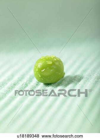One green Pea View Large Photo Image Stock Photo - One green Pea. Fotosearch