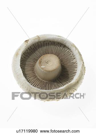 Stock Image - One Mushroom. Fotosearch