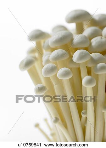 Raw Food, vegetables, Mushrooms View Large Photo Image Stock Image - Raw Food, vegetables, Mushrooms. Fotosearch
