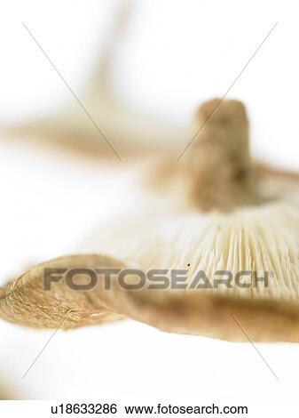 Stock Photograph - Two Mushrooms out of focus. Fotosearch