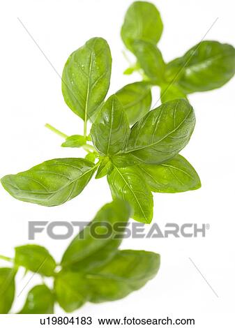 Stock Image - Basil leaves. Fotosearch