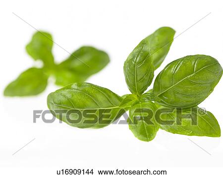 Picture - Basil. Fotosearch