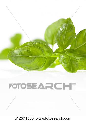 Stock Image - Basil. Fotosearch