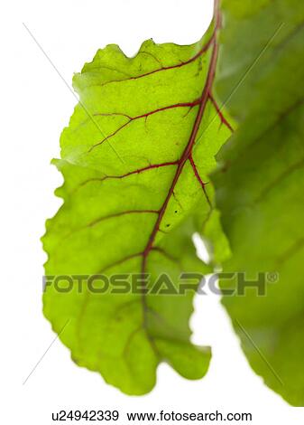 Stock Photo - Beetroot Leaf. Fotosearch