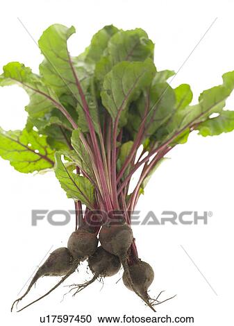 Beetroot View Large Photo Image Stock Image - Beetroot. Fotosearch