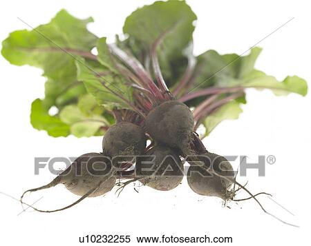 Stock Photography - Beetroot. Fotosearch