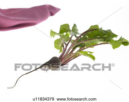 Stock Photo - Beetroot vegetable. Fotosearch