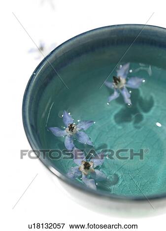 Stock Photo - Borage herbs in bowl of water. Fotosearch