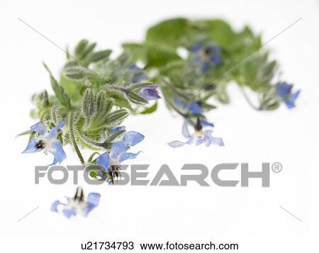 Stock Image - Borage herbs. Fotosearch