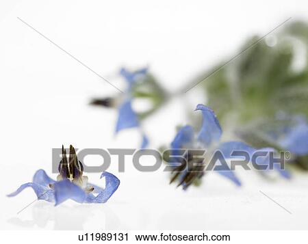 Borage View Large Photo Image Stock Image - Borage. Fotosearch