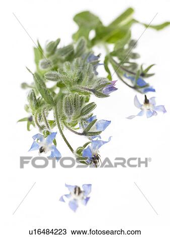 Stock Image - Borage. Fotosearch