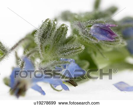 Borage View Large Photo Image Stock Photo - Borage. Fotosearch