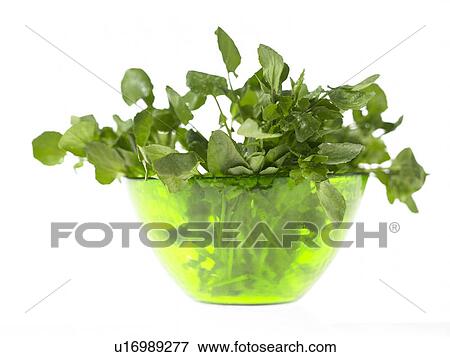 Bowl of Watercress View Large Photo Image Stock Photo - Bowl of Watercress. Fotosearch