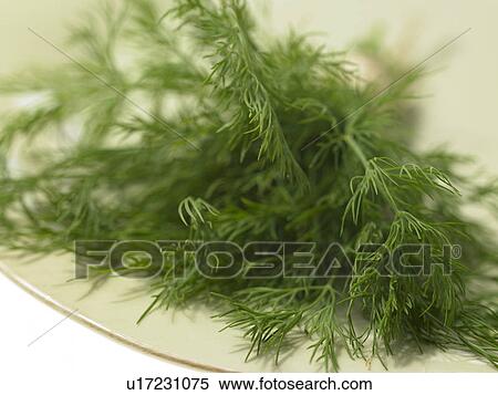 Stock Photography - Bunch of Dill sprigs. Fotosearch