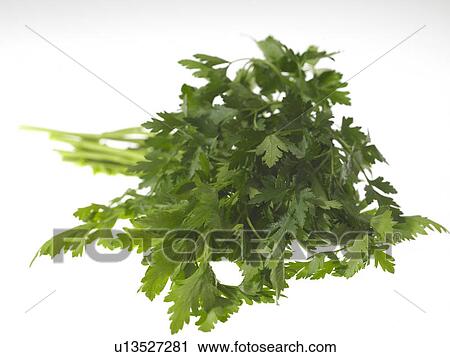 Bunch of Flat Leaf Parsley View Large Photo Image Stock Image - Bunch of Flat Leaf Parsley. Fotosearch