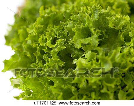 Bunch of Lollo Bionda View Large Photo Image Stock Photography - Bunch of Lollo Bionda. Fotosearch