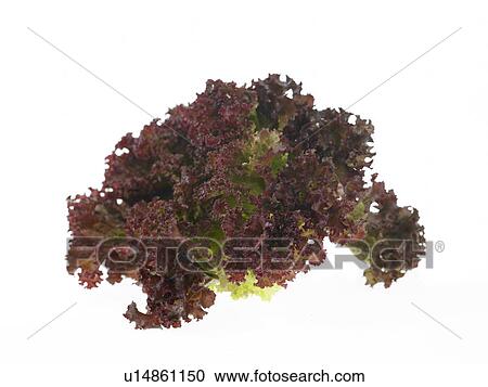 Stock Image - Bunch of Lollo Rosso. Fotosearch