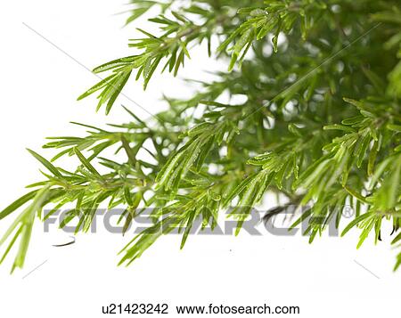 Stock Image - Bunch of Rosemary sprigs. Fotosearch
