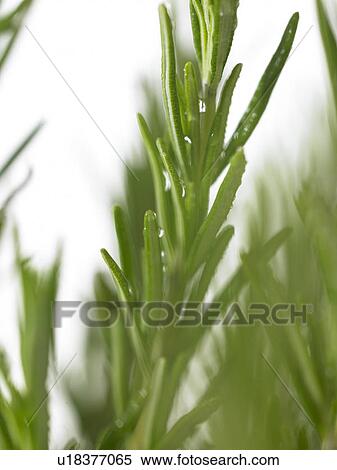 Bunch of Rosemary sprigs View Large Photo Image Stock Photography - Bunch of Rosemary sprigs. Fotosearch