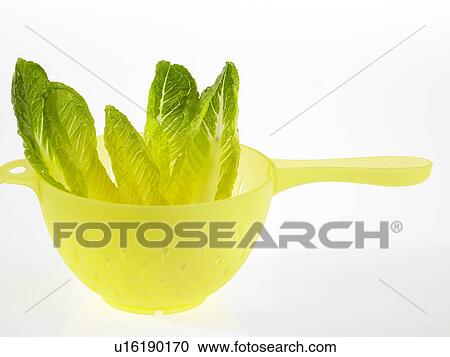 Stock Image - Chinese Leaves in a strainer. Fotosearch