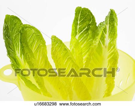 Chinese Leaves View Large Photo Image Stock Photo - Chinese Leaves. Fotosearch