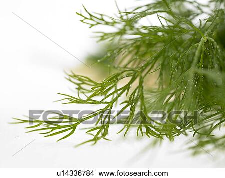 Picture - Dill. Fotosearch