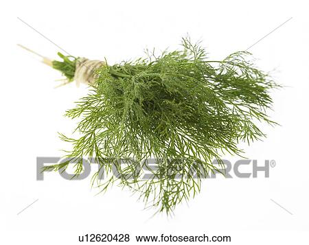 Stock Photo - Dill. Fotosearch