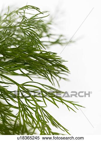 Stock Photography - Dill. Fotosearch