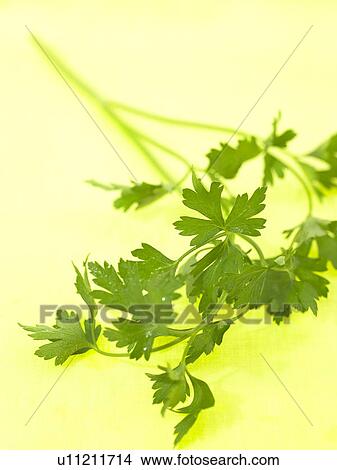 Flat Leaf Parsley View Large Photo Image Picture - Flat Leaf Parsley. Fotosearch