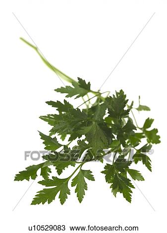 Stock Image - Flat Leaf Parsley. Fotosearch