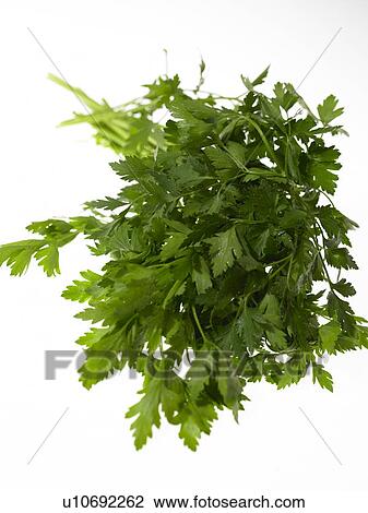 Flat Leaf Parsley View Large Photo Image Stock Image - Flat Leaf Parsley. Fotosearch