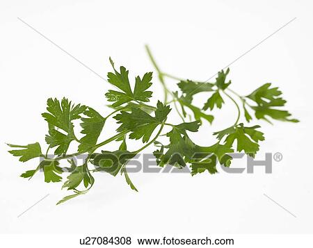 Flat Leaf Parsley View Large Photo Image Stock Photo - Flat Leaf Parsley. Fotosearch