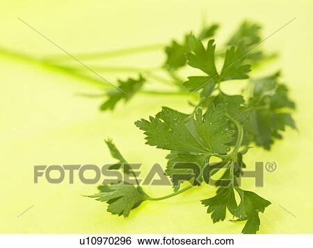 Stock Photograph - Flat Leaf Parsley. Fotosearch