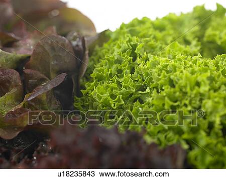 Stock Image - Lettuce. Fotosearch