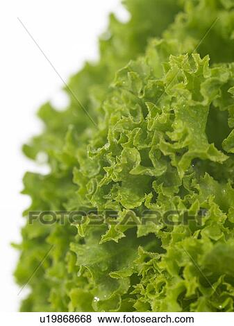 Lollo Bionda Lettuce View Large Photo Image Stock Photo - Lollo Bionda Lettuce. Fotosearch