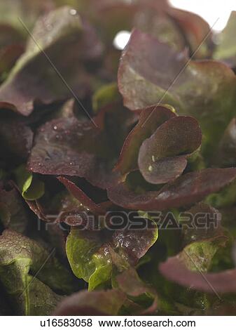 Stock Photo - Lollo Rosso. Fotosearch