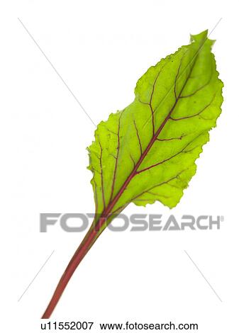 One Beetroot Leaf View Large Photo Image Stock Photo - One Beetroot Leaf. Fotosearch