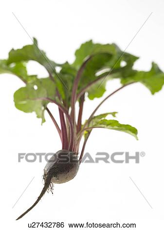 One Beetroot View Large Photo Image Stock Photograph - One Beetroot. Fotosearch