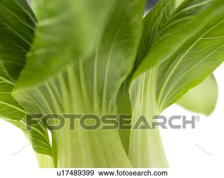 One bunch of Pak Choi View Large Photo Image Stock Photo - One bunch of Pak Choi. Fotosearch