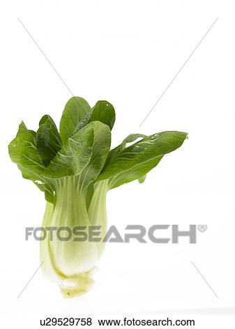 Stock Photo - One bunch of Pak Choi. Fotosearch