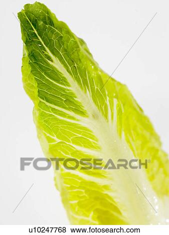 One Chinese Leaf View Large Photo Image Stock Photo - One Chinese Leaf. Fotosearch