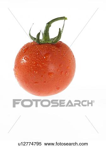 One tomato with dew View Large Photo Image Stock Photography - One tomato with dew. Fotosearch